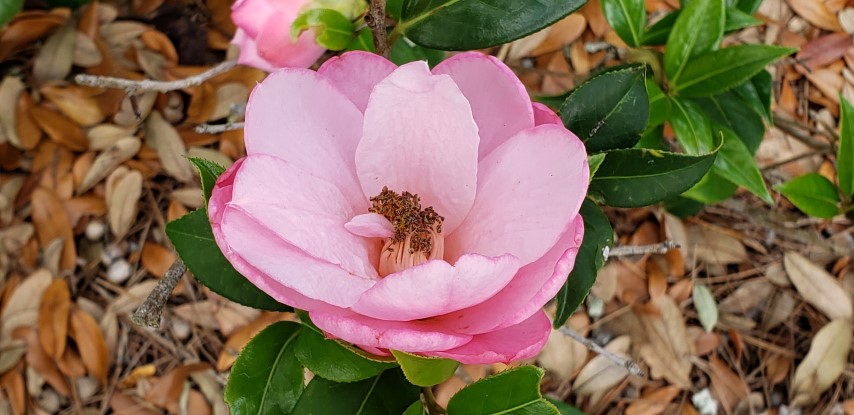 Camellia japonica plantplacesimage20190413_105141.jpg