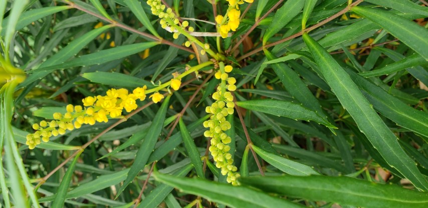 Mahonia eurybracteata plantplacesimage20190413_105304.jpg