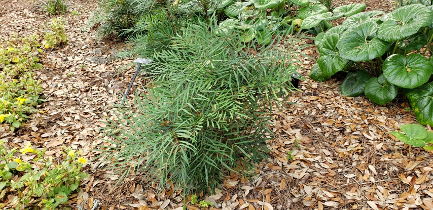 Mahonia eurybracteata plantplacesimage20190413_105324.jpg