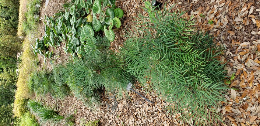 Mahonia eurybracteata plantplacesimage20190413_105341.jpg