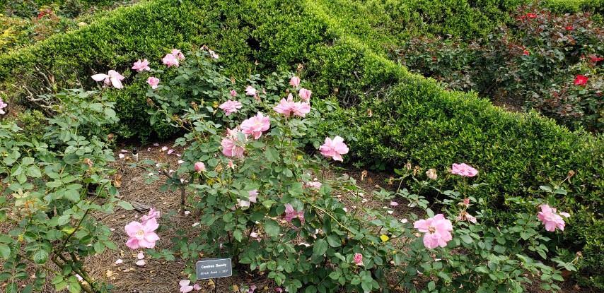 Rosa spp plantplacesimage20190413_110131.jpg