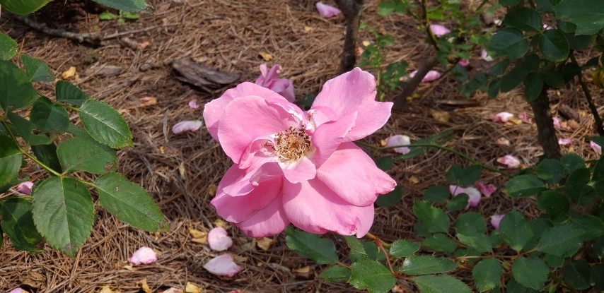 Rosa spp plantplacesimage20190413_110145.jpg