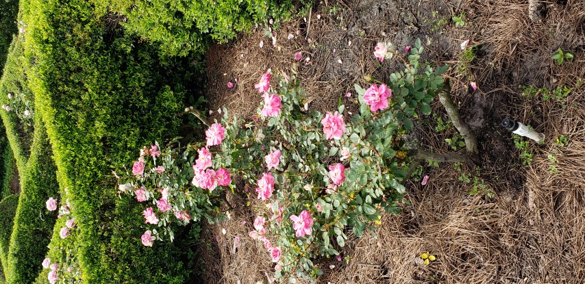 Rosa spp plantplacesimage20190413_110308.jpg