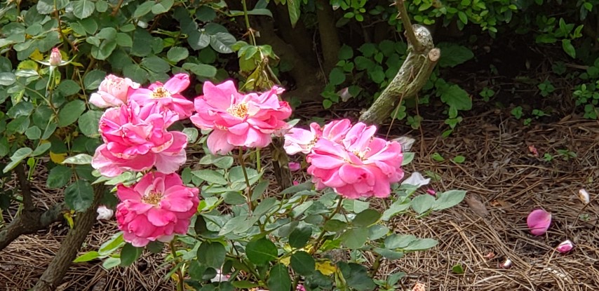 Rosa spp plantplacesimage20190413_110319.jpg