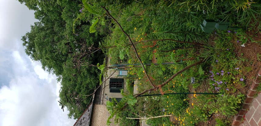 Cassia alata plantplacesimage20190413_110614.jpg