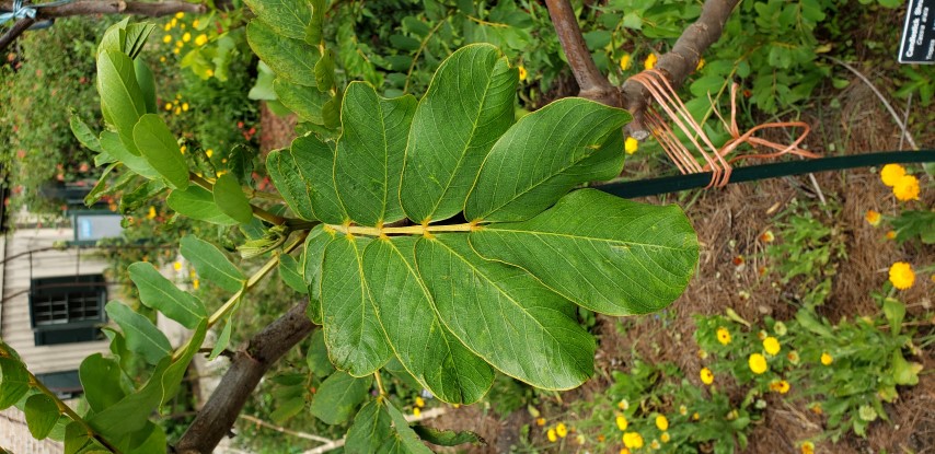 Cassia alata plantplacesimage20190413_110631.jpg