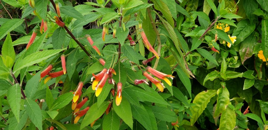 Lobelia laxiflora plantplacesimage20190413_110755.jpg