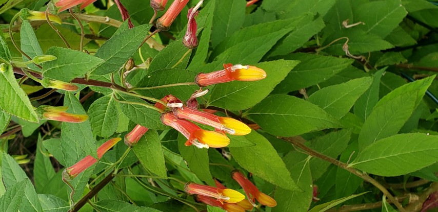 Lobelia laxiflora plantplacesimage20190413_110816.jpg