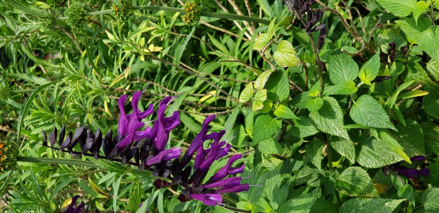 Salvia  plantplacesimage20190413_110933.jpg