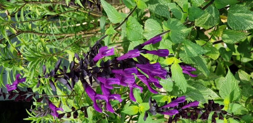 Salvia  plantplacesimage20190413_111018.jpg