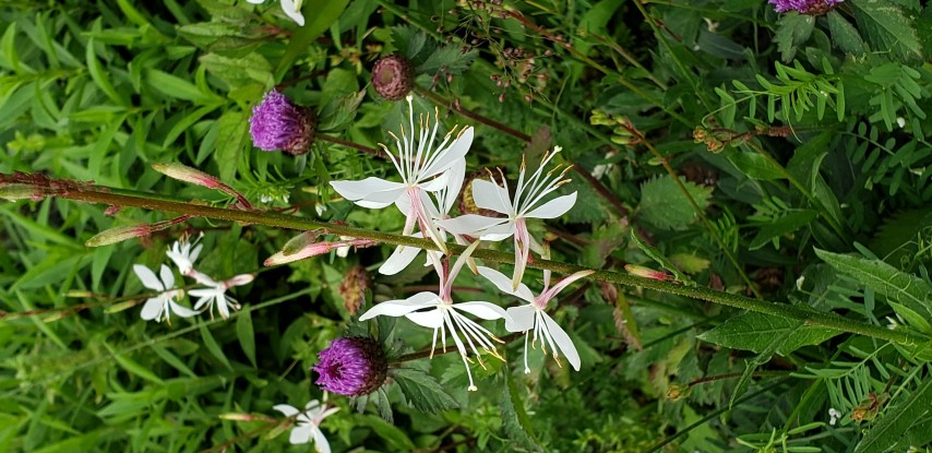 Guara lindheimeri plantplacesimage20190413_111202.jpg