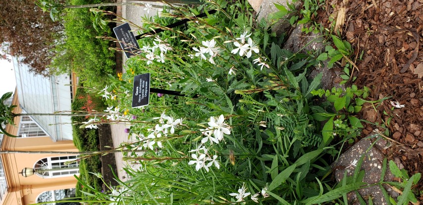 Guara lindheimeri plantplacesimage20190413_111221.jpg