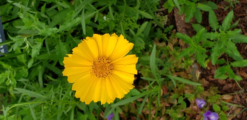 Coreopsis lanceolata plantplacesimage20190413_111258.jpg