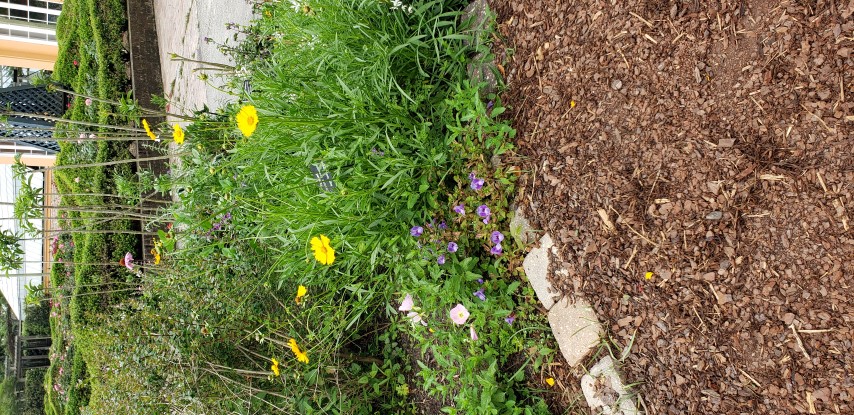 Coreopsis lanceolata plantplacesimage20190413_111312.jpg