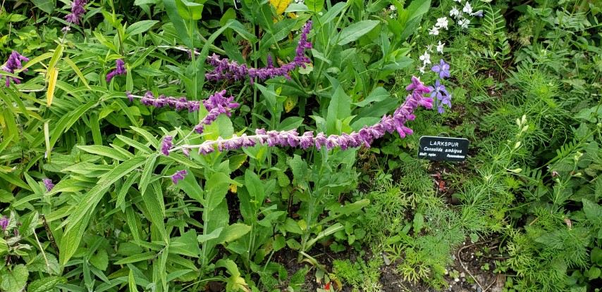 Salvia leucantha plantplacesimage20190413_111337.jpg