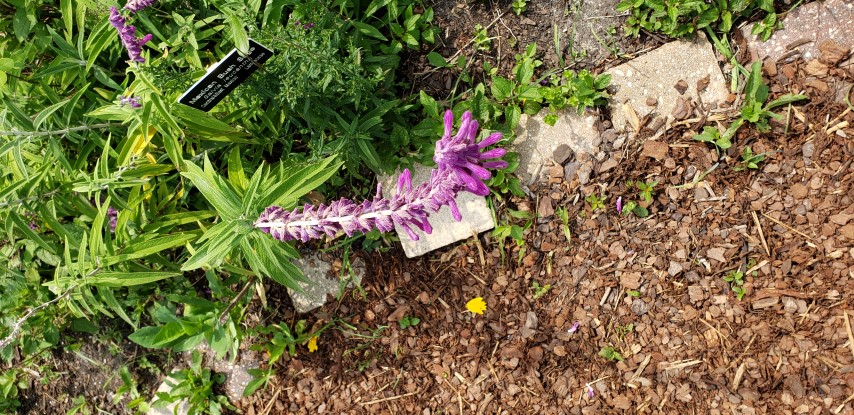 Salvia leucantha plantplacesimage20190413_111402.jpg