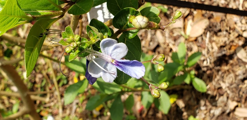 Rotheca myricoides plantplacesimage20190413_111943.jpg