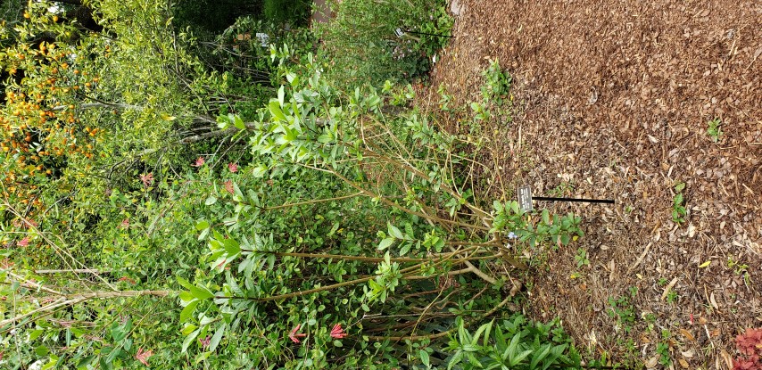 Rotheca myricoides plantplacesimage20190413_111958.jpg