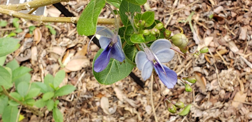 Rotheca myricoides plantplacesimage20190413_112020.jpg