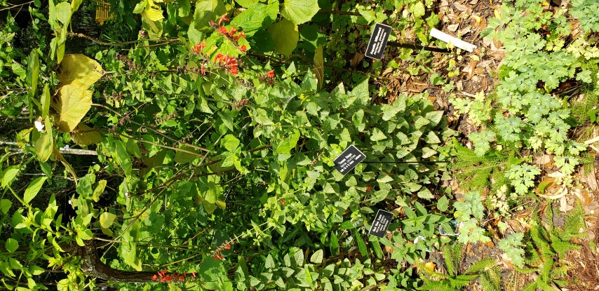 Salvia coccinea plantplacesimage20190413_112204.jpg