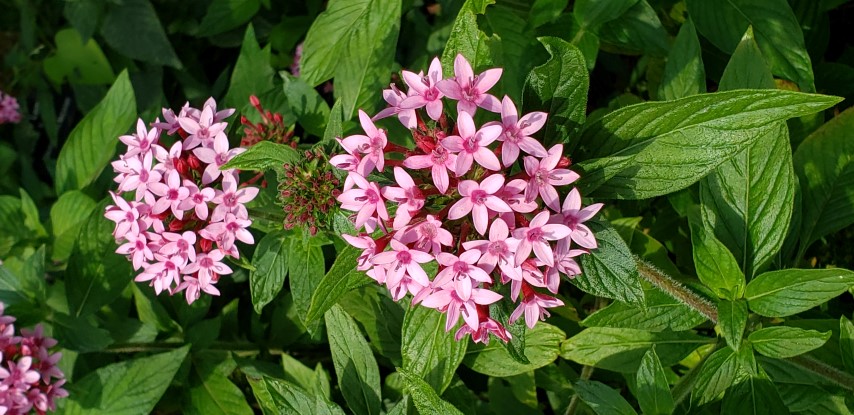 Pentas lanceolata plantplacesimage20190413_112653.jpg