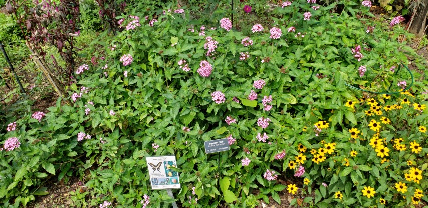 Pentas lanceolata plantplacesimage20190413_112709.jpg