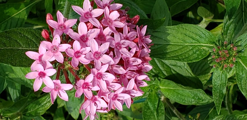 Pentas lanceolata plantplacesimage20190413_112721.jpg