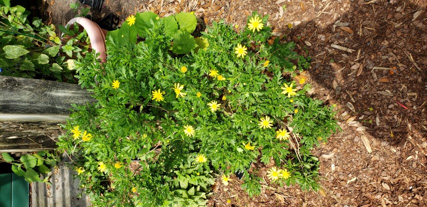 Euryops pectinatus plantplacesimage20190413_112832.jpg