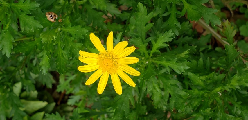 Euryops pectinatus plantplacesimage20190413_112845.jpg