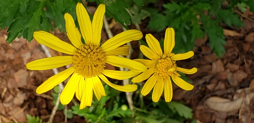 Euryops pectinatus plantplacesimage20190413_112901.jpg