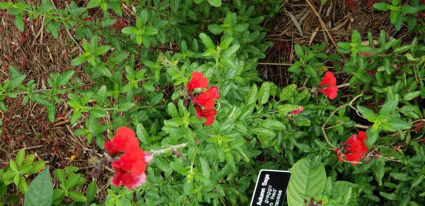 Salvia greggii plantplacesimage20190413_113316.jpg