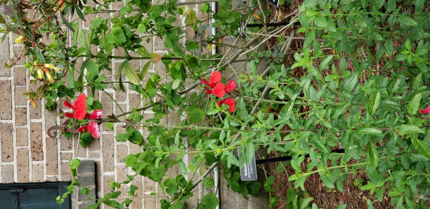 Salvia greggii plantplacesimage20190413_113342.jpg