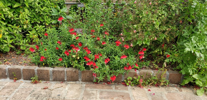 Salvia greggii plantplacesimage20190413_113418.jpg