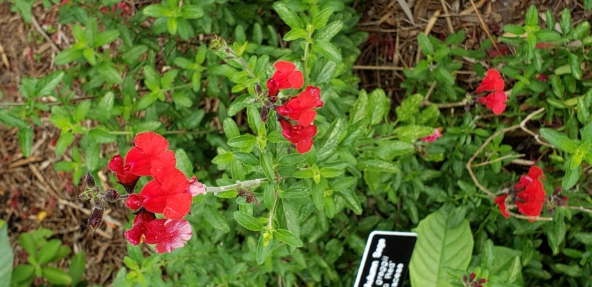 Salvia greggii plantplacesimage20190413_113446.jpg