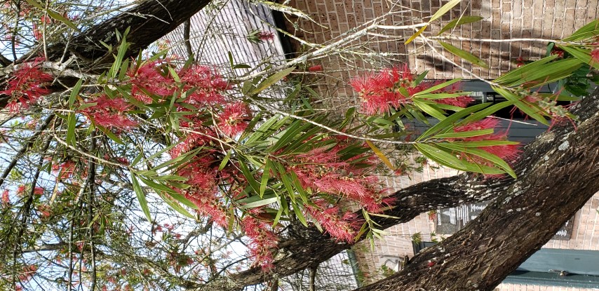 Callistemon viminalis plantplacesimage20190413_113723.jpg