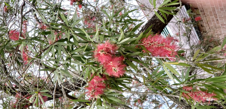 Callistemon viminalis plantplacesimage20190413_113820.jpg