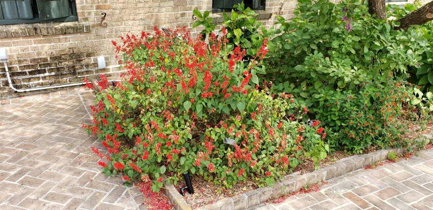 Salvia splendens plantplacesimage20190413_113956.jpg