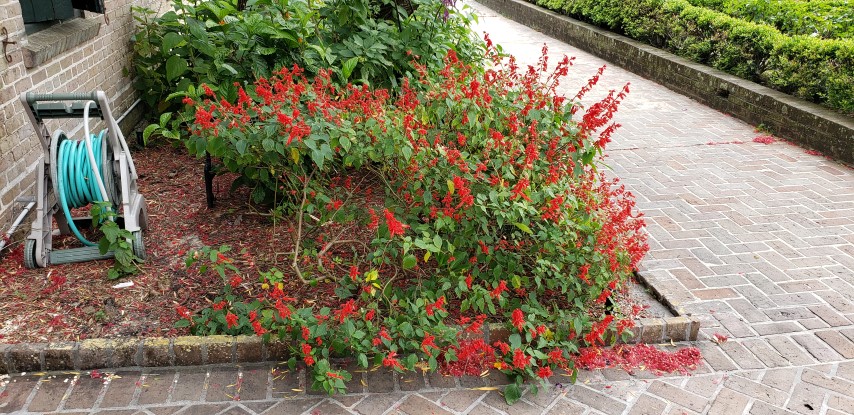 Salvia splendens plantplacesimage20190413_114010.jpg