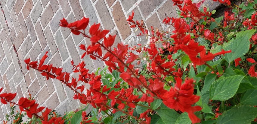 Salvia splendens plantplacesimage20190413_114019.jpg