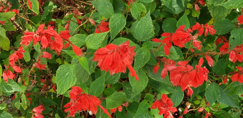 Salvia splendens plantplacesimage20190413_114035.jpg