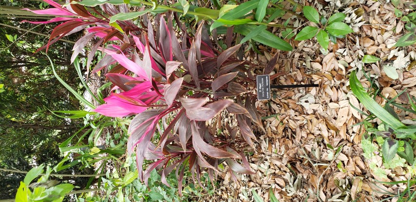 Cordyline fruiticosa plantplacesimage20190413_114424.jpg