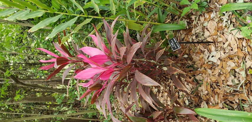 Cordyline fruiticosa plantplacesimage20190413_114435.jpg