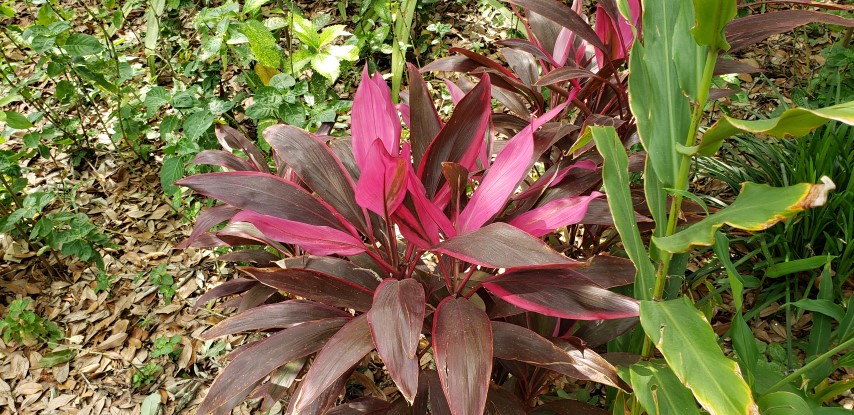 Cordyline fruiticosa plantplacesimage20190413_114447.jpg