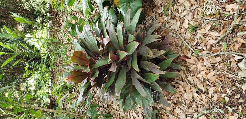 Cordyline fruiticosa plantplacesimage20190413_114654.jpg