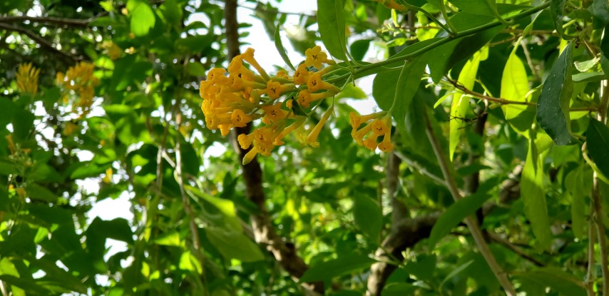 Cestrum aurantiactum plantplacesimage20190413_114814.jpg