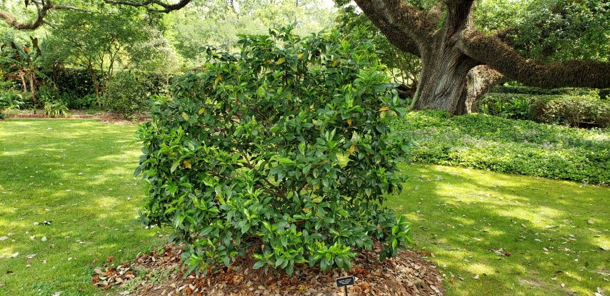 Camellia japonica plantplacesimage20190413_115009.jpg