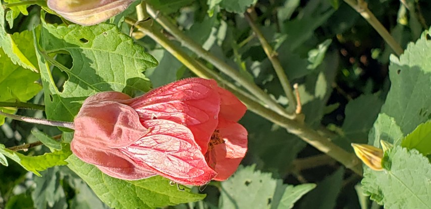 Abutilon hybridum plantplacesimage20190413_115101.jpg