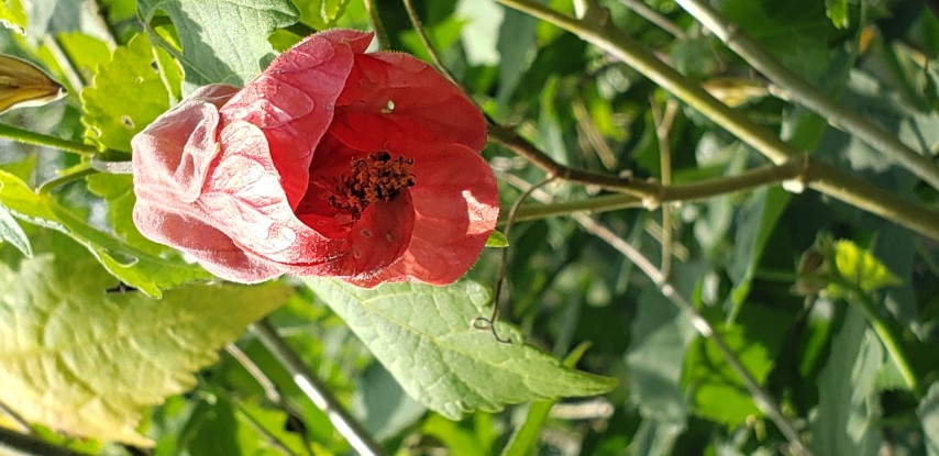 Abutilon hybridum plantplacesimage20190413_115131.jpg