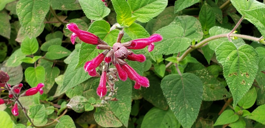 Salvia involucrata plantplacesimage20190413_115247.jpg