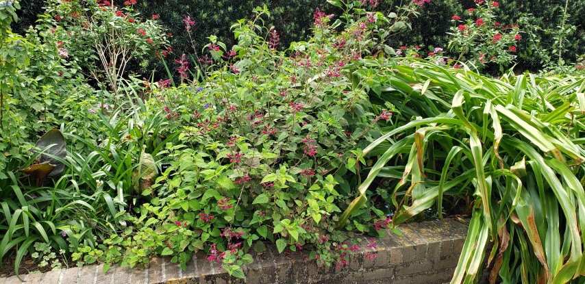 Salvia involucrata plantplacesimage20190413_115302.jpg